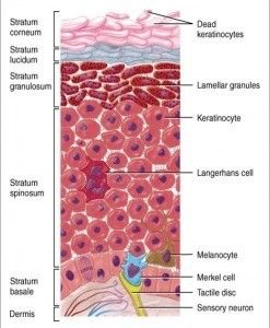 manfaat tretinoin
